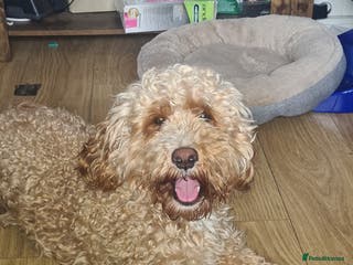 Cockapoo dogs F1 Proven Cockapoo for Stud in Grangemouth - Advert 5