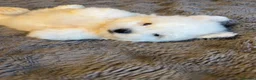 Bichon Frise dogs for sale: Bishon Frise Puppes  - Advert 8