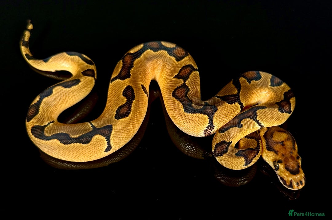 Python Snake reptiles for sale: Royal pythons  - Image 19