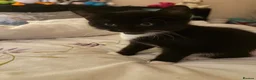 Mixed Breed cats for sale: 😽last little boy of the litter😽 - Advert 4