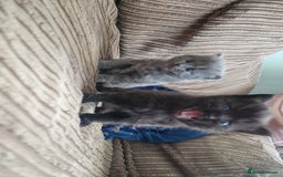 British Longhair cats for sale: BRITISH LONGHAIR/RAGDOLL/MAINE COON FOR SALE - Image 1