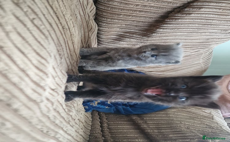 British Longhair cats - Advert 2