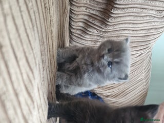 British Longhair cats - Advert 1