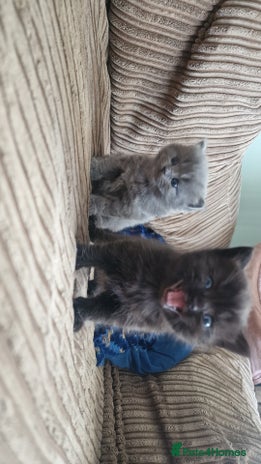 British Longhair cats - Advert 2