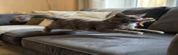 Maine Coon cats for sale: TICA registered female Mainecoon  - Advert 6