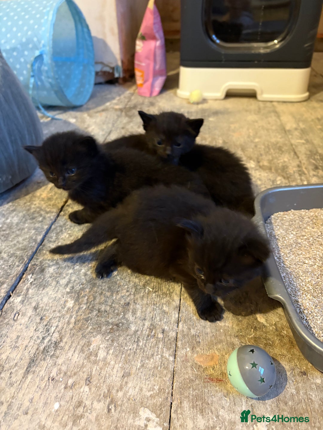 Ragdoll cats for sale: Half Ragdoll kittens  - Image 2