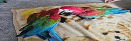 Macaws birds for sale: Gorgeous Baby Greenwing Macaws in Halifax - Advert 13