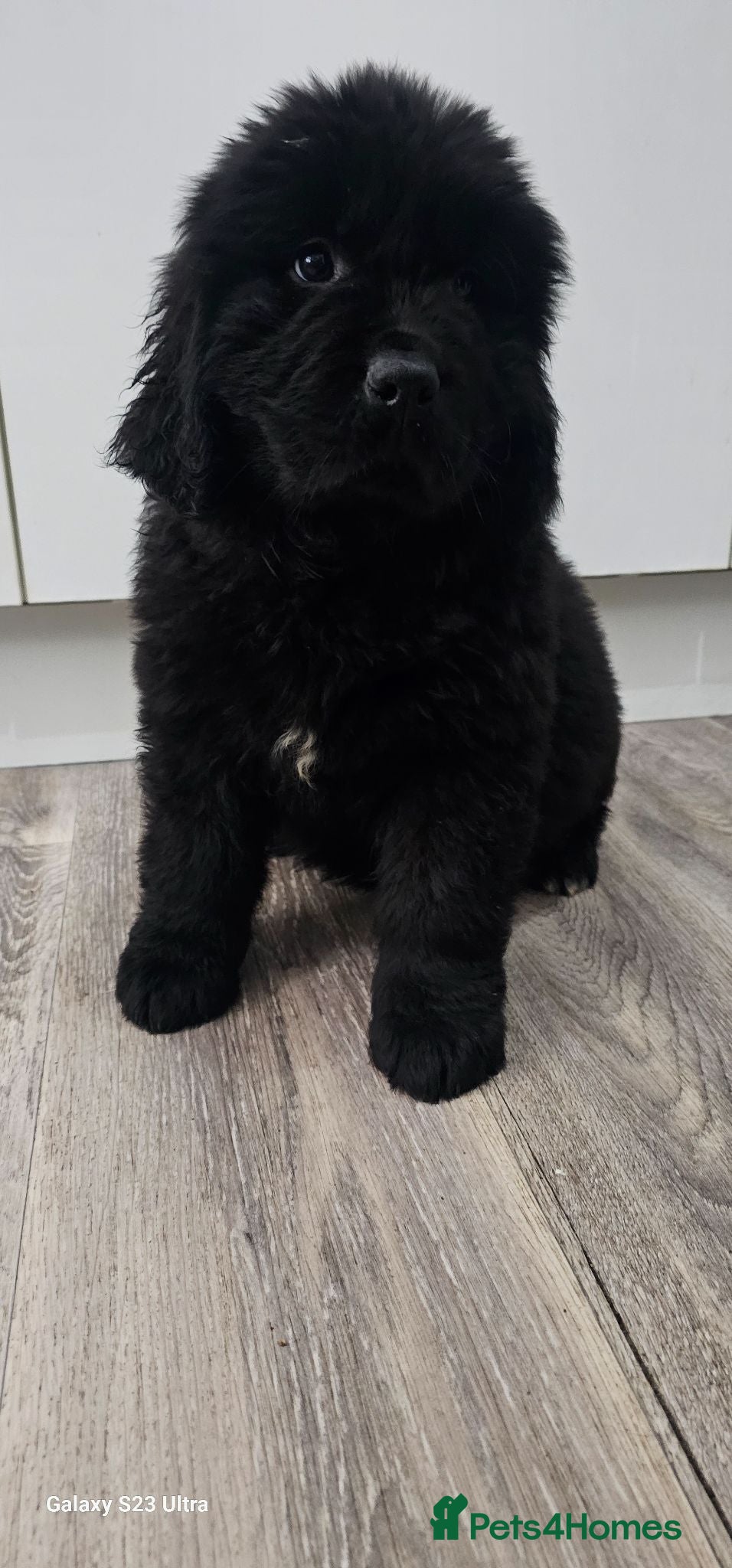 Newfoundland dogs Newfoundland pups for sale - Advert 1