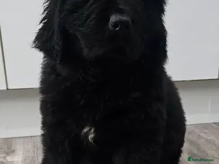 Newfoundland dogs Newfoundland pups for sale - Advert 5