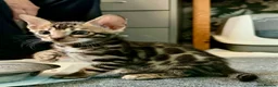 Bengal cats for sale: Exotic Bengal kittens TICA pedigree top quality  - Advert 12