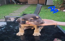 American Bully dogs for sale: American Bully Pups for sale - Image 35