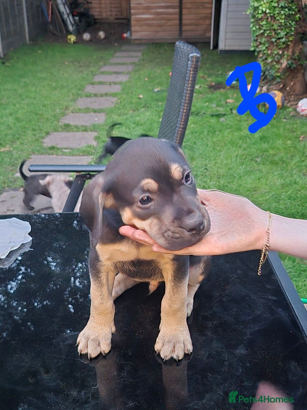 American Bully dogs for sale: American Bully Pups for sale - Image 35