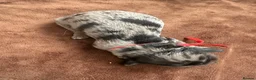 Cockapoo dogs for sale: Stunning cockapoos - Advert 18