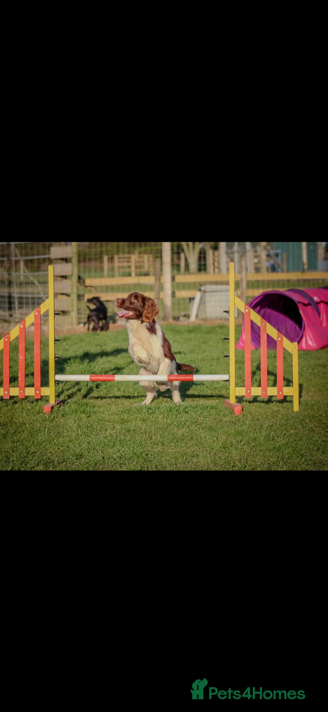 English Springer Spaniel dogs for sale: Male Springer Spaniel  - Advert 2