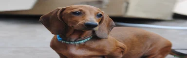 Dachshund 1