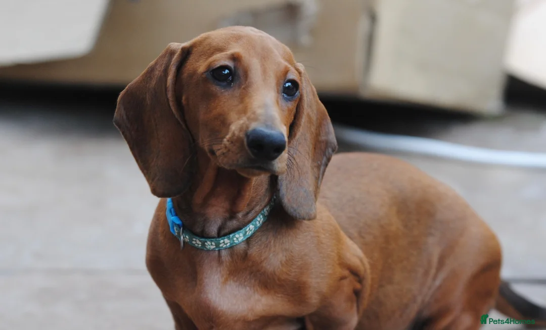 Dachshund dogs for sale: READY NOW Standard smooth haired dachshund  - Advert 1