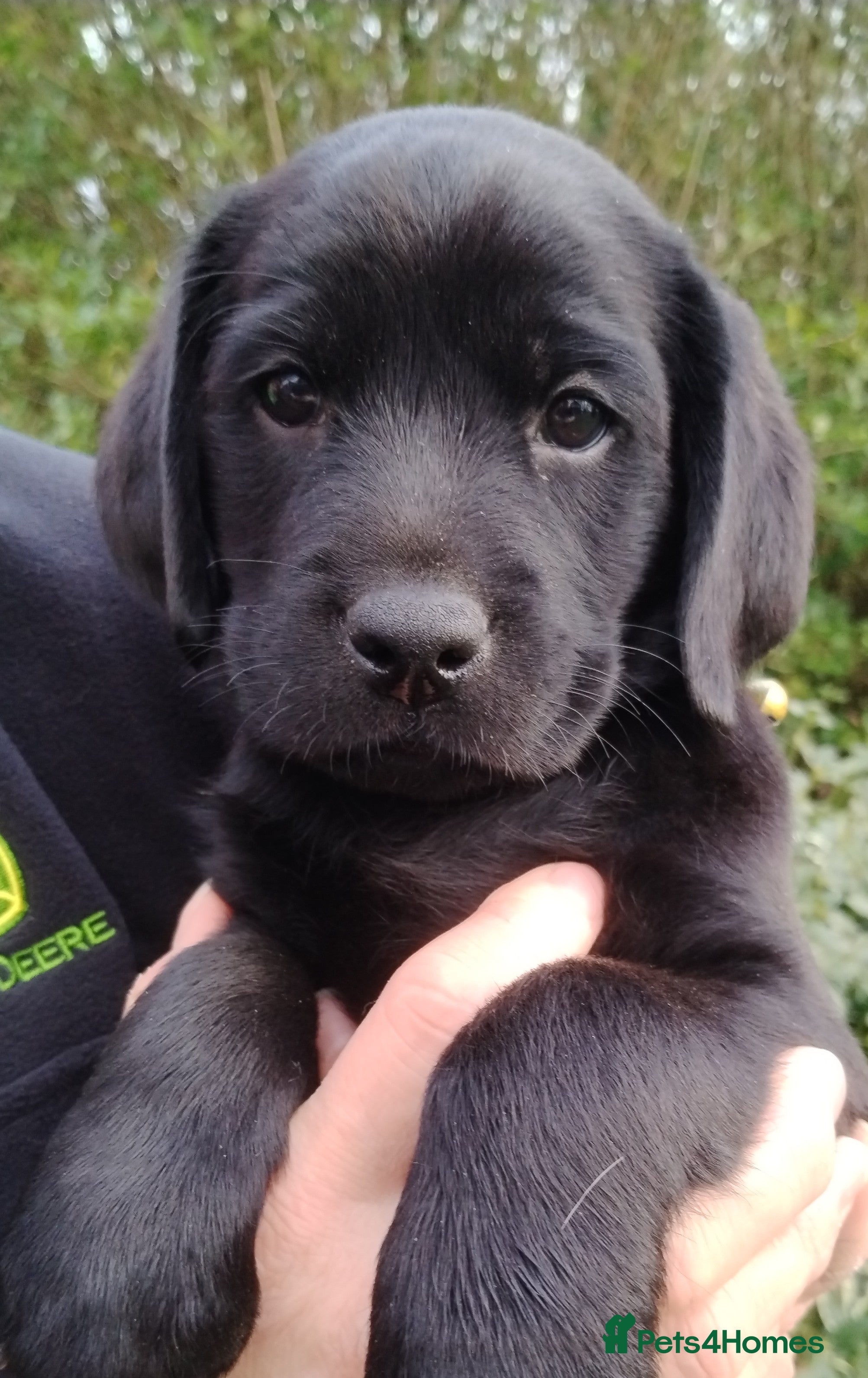 Labrador Retriever dogs Chunky Yellow & Black Labrador Puppies - Advert 13
