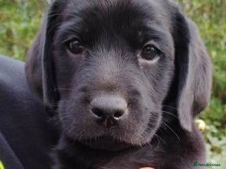 Labrador Retriever dogs Last Chunky Black Labrador Puppy - Advert 7