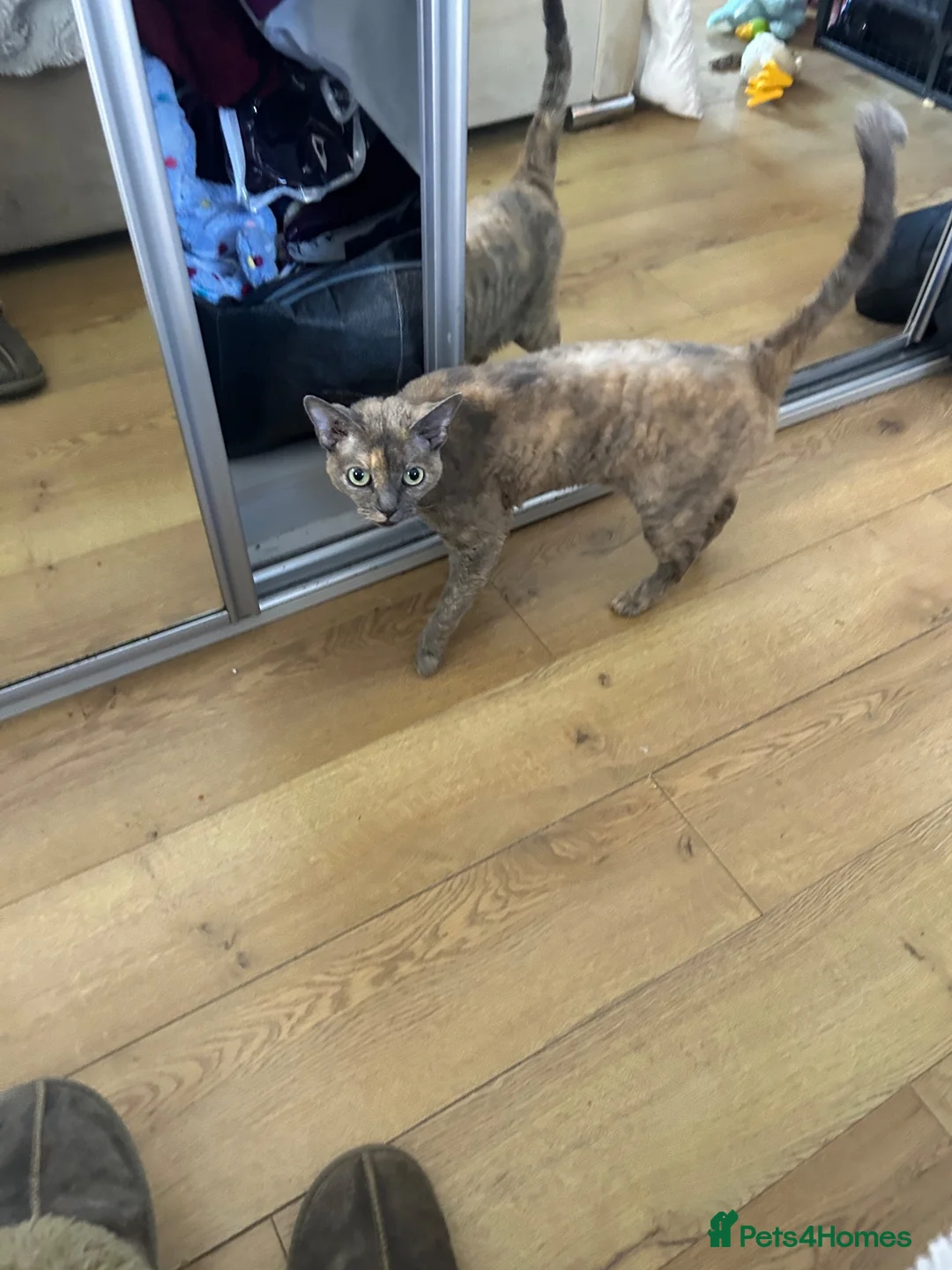 Devon Rex cats for sale: Devon Rex girl 6years old - Advert 1