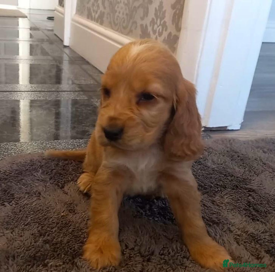 Cocker Spaniel dogs for sale: 🐾 Show Type Cocker Spaniel 🐾 - Image 4