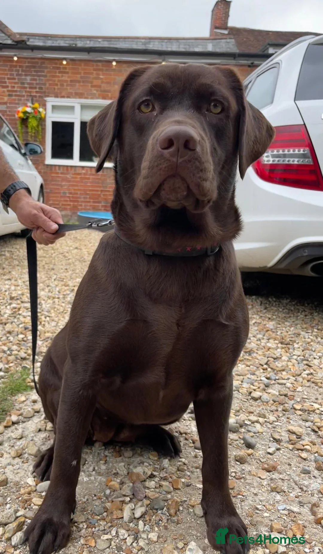 Labrador Retriever dogs for sale: Beautiful chocolate labrador puppies  in Fareham - Advert 1