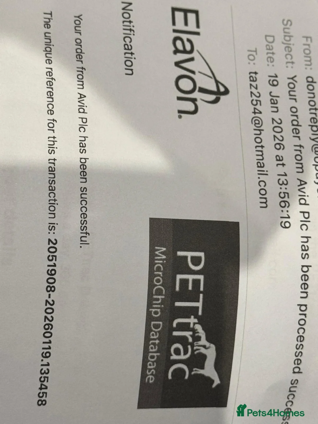 Maltipoo dogs for sale: F1 MALTIPOO PUPPY BOY Cream Colour 10 Weeks Old - Advert 4