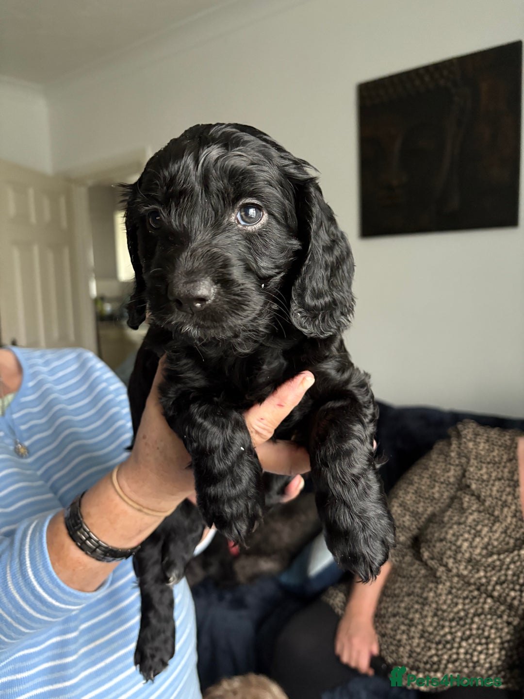 Cockapoo dogs for sale: 🐾Beautiful PRA CLEAR F2 Cockapoo puppies 🐾  - Image 22