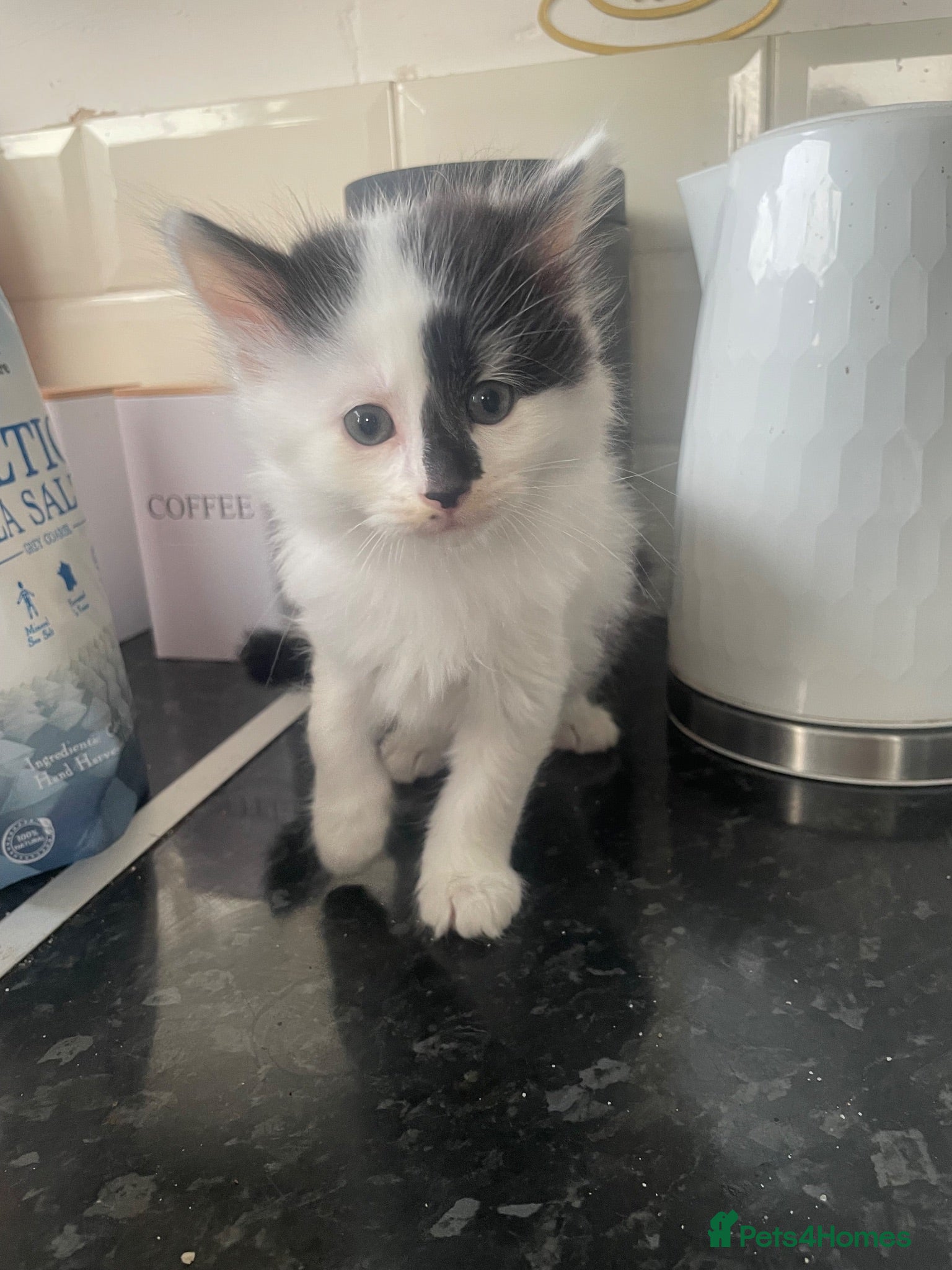 Mixed Breed cats 5 Gorgeous Kittens ready for their forever home  - Advert 2