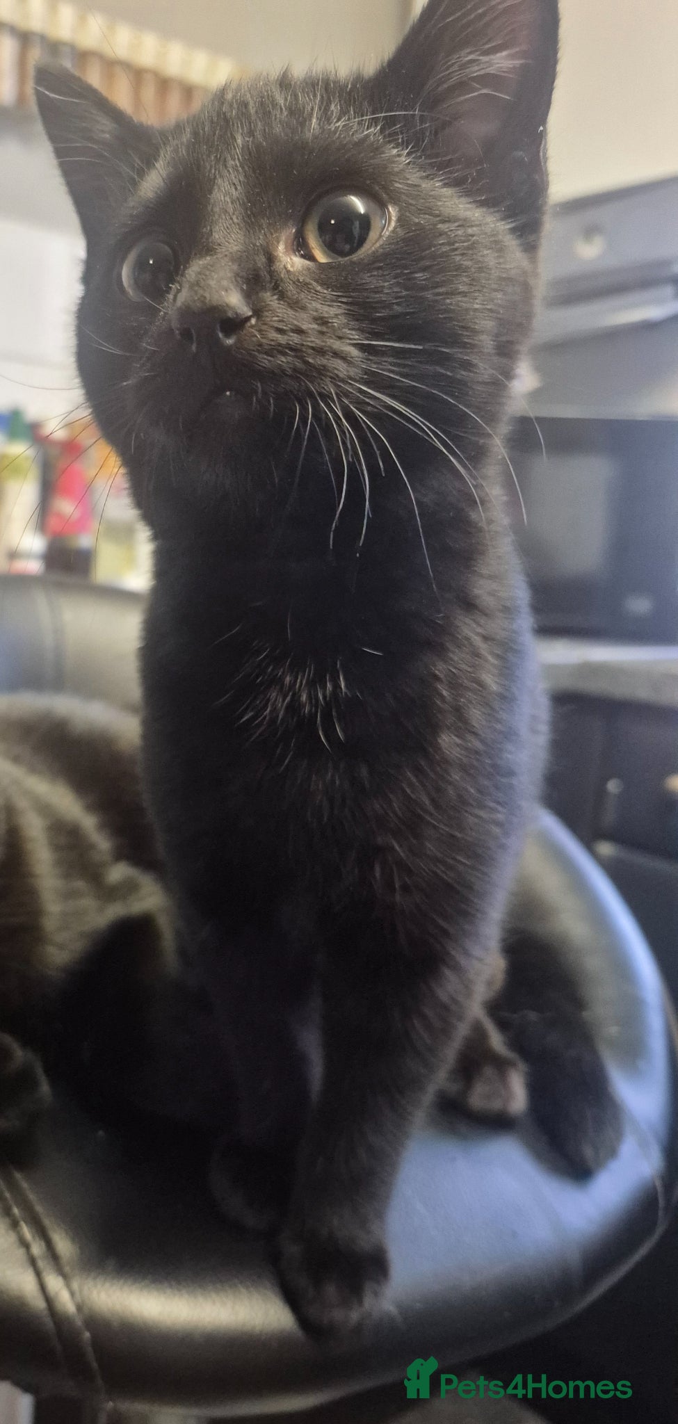 Domestic Shorthair cats Loving black kitten looking for forever home  - Advert 5