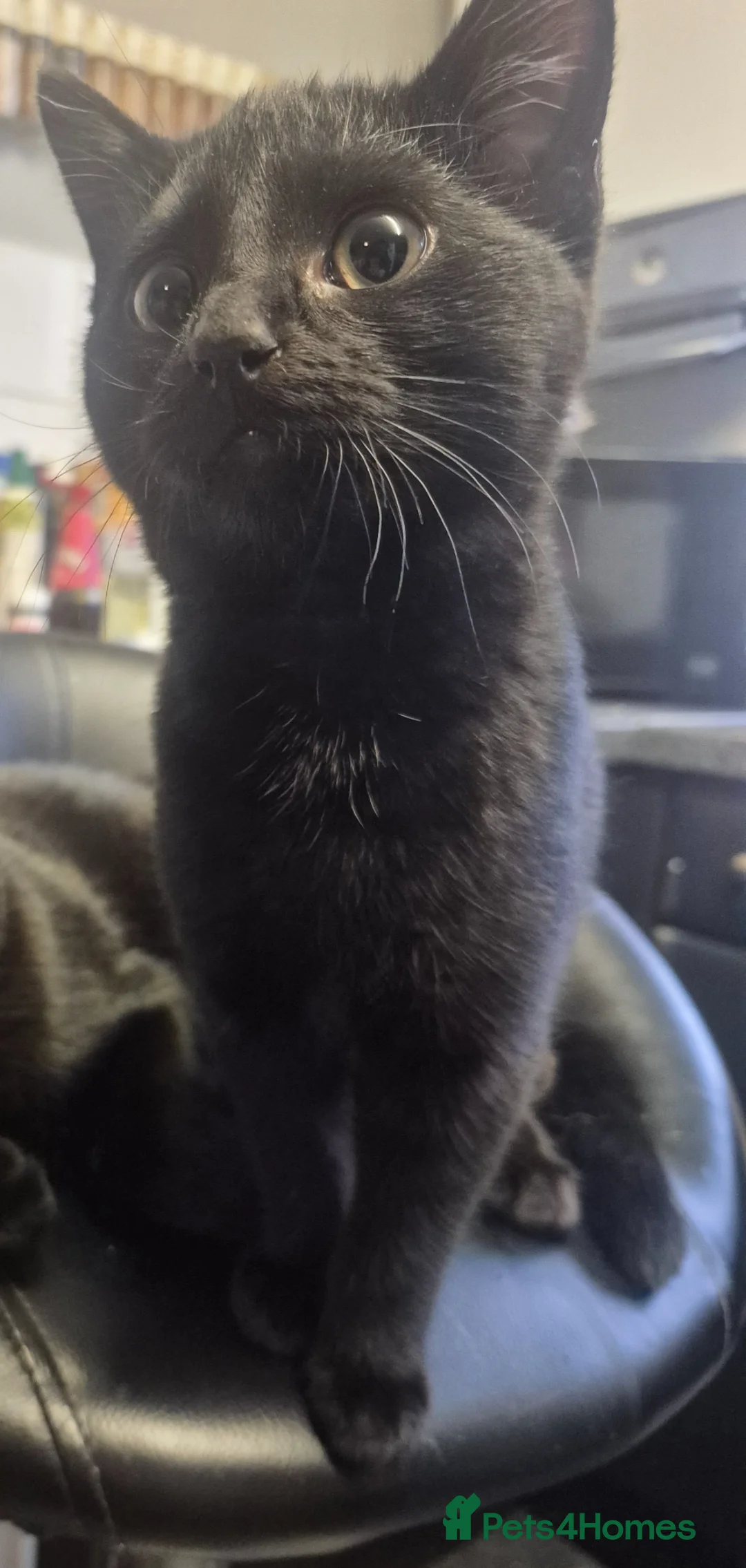 Domestic Shorthair cats for sale: Loving black kitten looking for forever home  - Advert 1