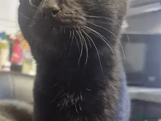 Domestic Shorthair cats Loving black kitten looking for forever home - Advert 5