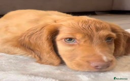 Cockapoo dogs for sale: Cocker spaniel puppy for sale - Image 3