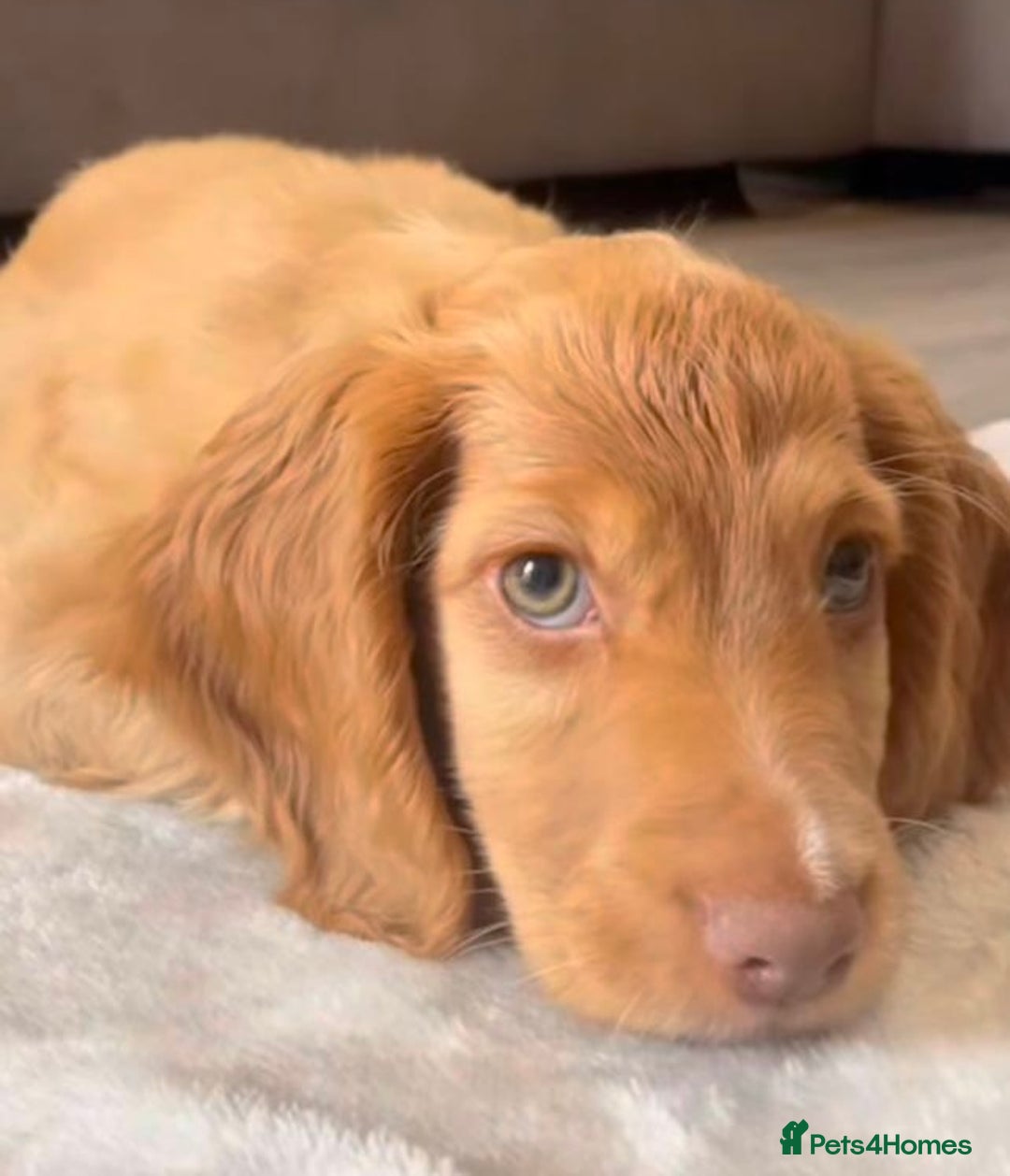 Cockapoo dogs for sale: Cocker spaniel puppy for sale - Image 3