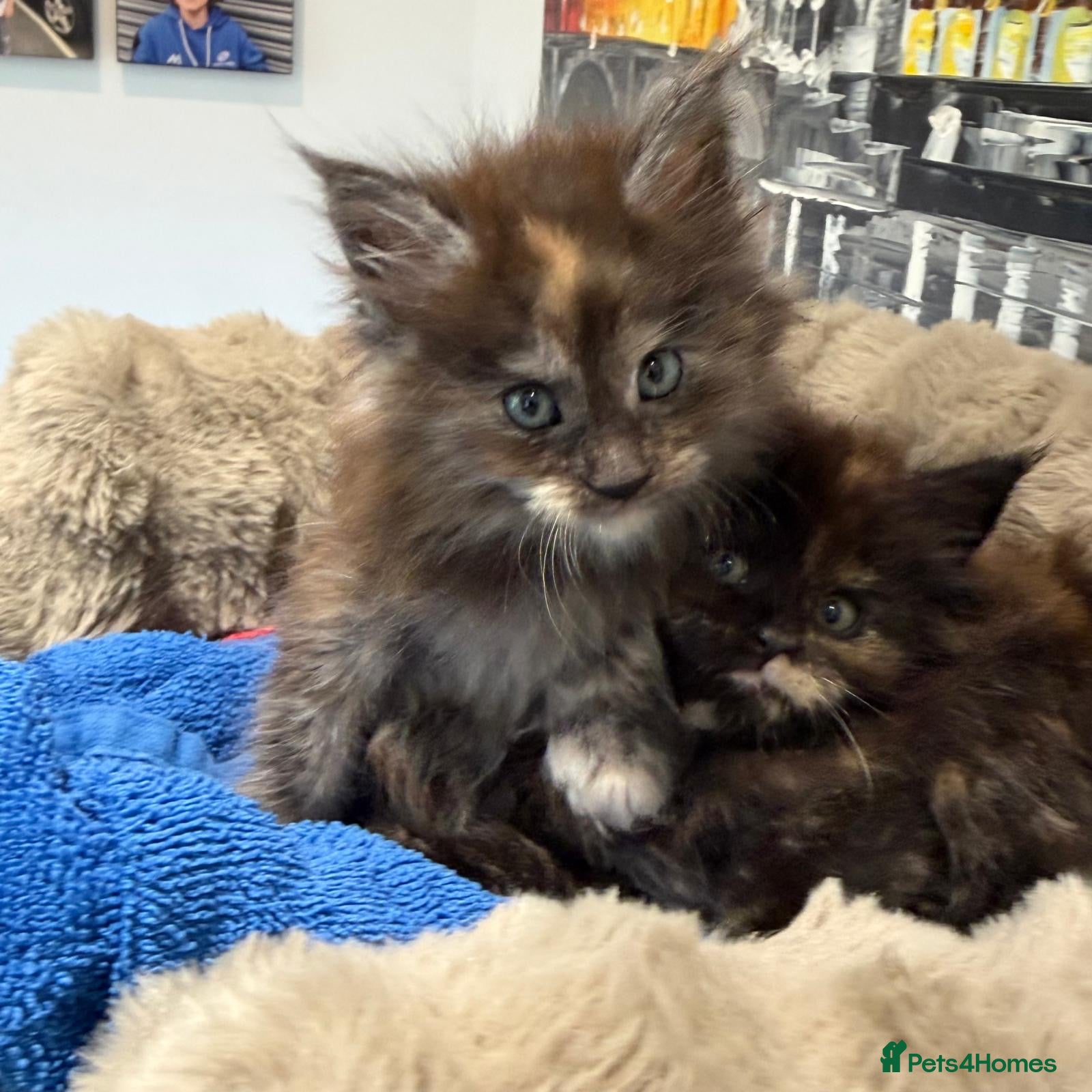 Maine Coon cats XL MAINE COON KITTENS UNIQUE COLOUR XL BLOODLINE - Advert 2