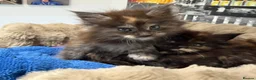 Maine Coon cats for sale: XL MAINE COON KITTENS UNIQUE COLOUR XL BLOODLINE - Advert 7