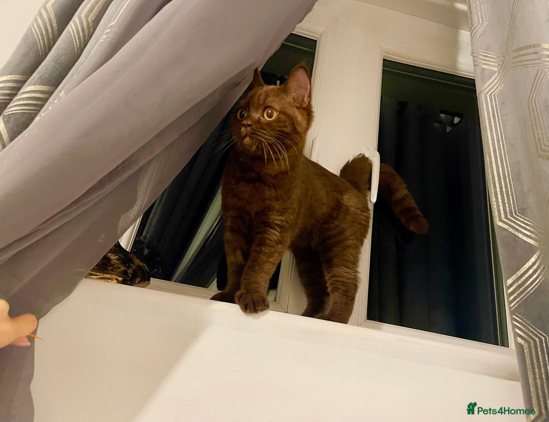 British Shorthair cats for sale: Cinnamon  - Image 2