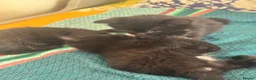 Domestic Shorthair cats for sale: Black Kitten with White Pouch (3 months) - Advert 5
