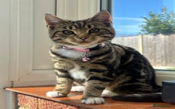 Bengal cats for sale: Cat for sale - Image 2