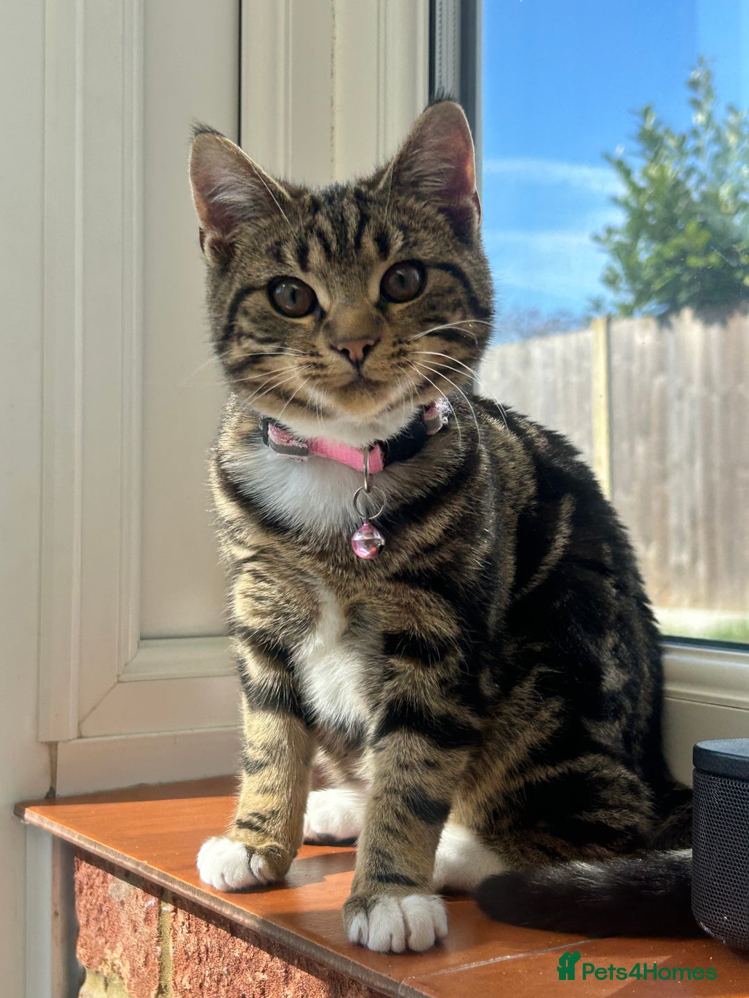 Bengal cats for sale: Cat for sale - Image 2
