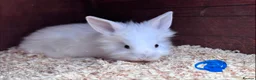 Mixed Breed rabbits for sale: Beautiful Baby Lionhead Bunnies For Sale - Advert 8