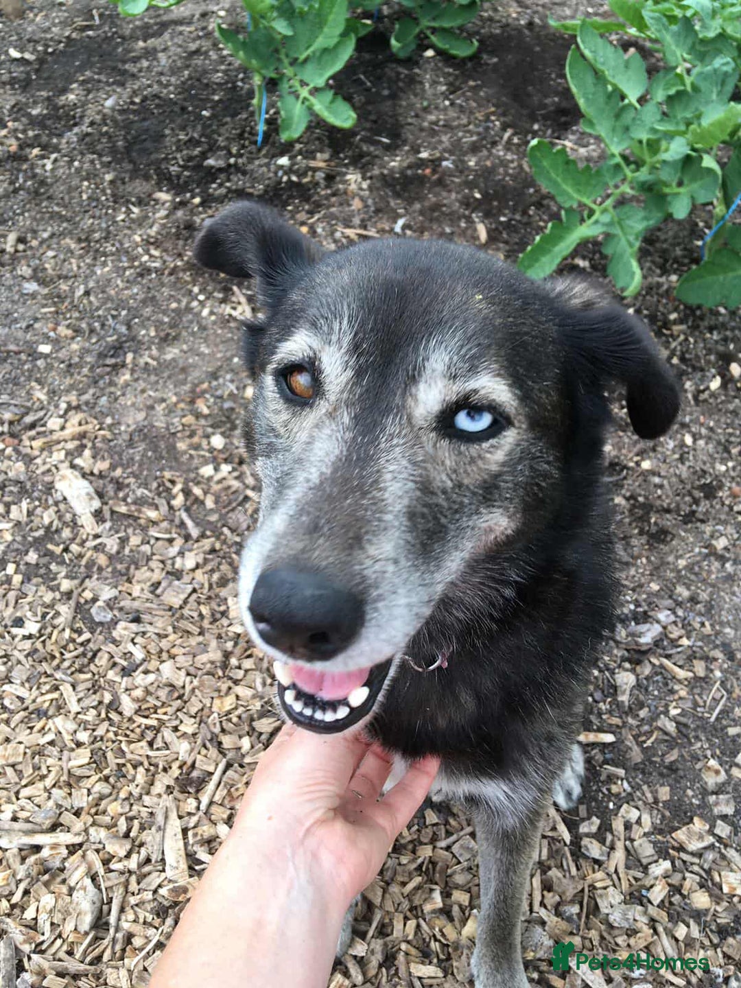 Mixed Breed dogs for adoption: WILLOW - EXPERIENCE REQUIRED  - Advert 2