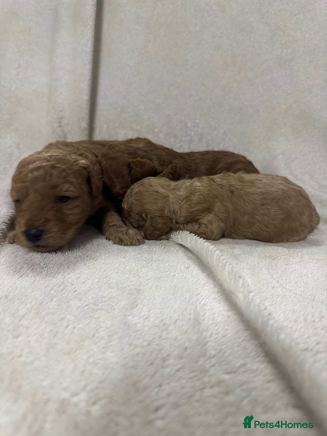 Toy Poodle dogs for sale: Stunning toy poodles  - Image 14