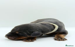 Dobermann dogs for sale: 🐾 Black Females available / Kc Puppies🐾 - Image 11