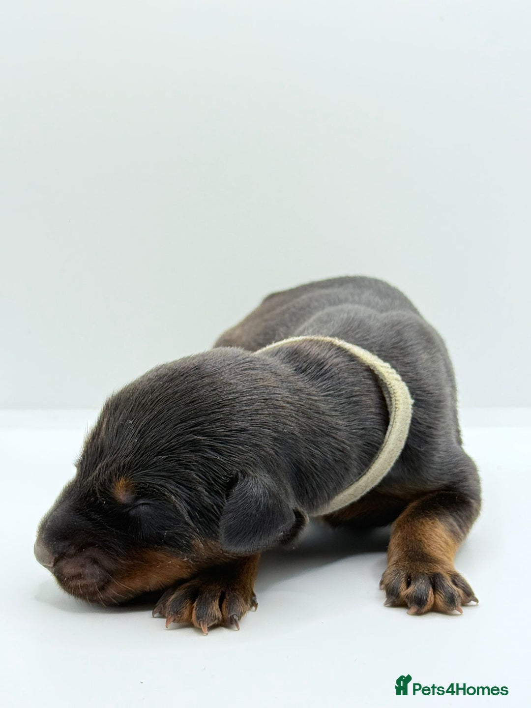 Dobermann dogs for sale: 🐾 Black Females available / Kc Puppies🐾 - Image 11