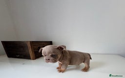 English Bulldog dogs for sale: 🏡 Ready to leave this Sunday 27.07.25 🏡 in Crawley - Image 20