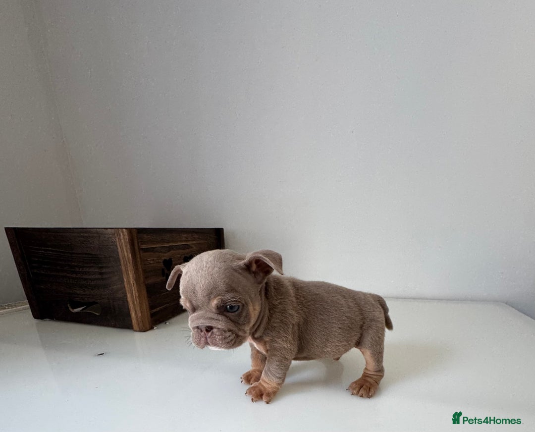 English Bulldog dogs for sale: 🏡 Ready to leave this Sunday 27.07.25 🏡 in Crawley - Image 20