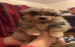 Mixed Breed dogs for sale: 4 pomchi puppies ready for new forever homes - Image 4