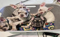 French Bulldog dogs for stud: JIM BOY is for stud DWKC registered no AI in West Molesey - Image 7