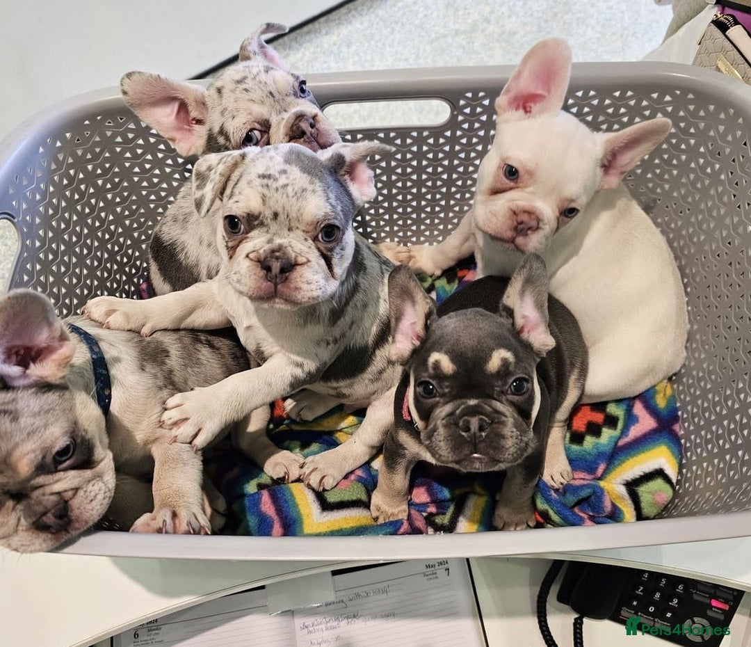 French Bulldog dogs for stud: JIM BOY is for stud DWKC registered no AI in West Molesey - Image 7