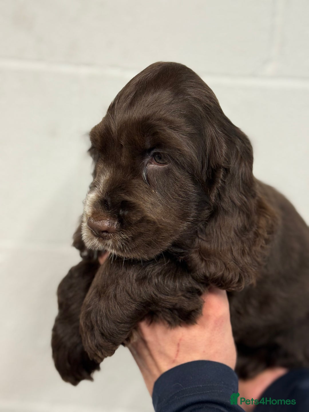 Cocker Spaniel dogs for sale: True to type Show Cocker Spaniels - KC reg parents - Advert 3